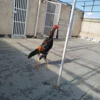 خروس لاری اوشامو اصل