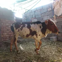 فروش گوساله