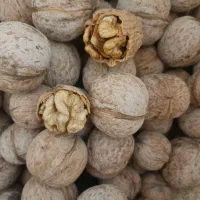 گردودرجه یک