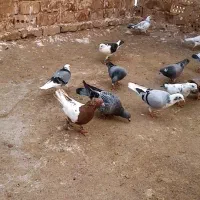 یک بوم کفتر