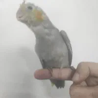 ۴ عدد جوجه عروس هلندی  ۳۸ روزه|پرنده|تهران, افسریه شمالی|دیوار