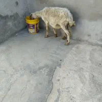 میش جوان بدون بره