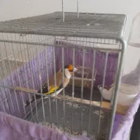 سهره عروسک جفتگیر جوجه قفس