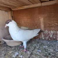 کبوتر رنگی|پرنده|قم, بیست متری ولیعصر|دیوار