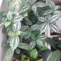 گل های زیبا|گل و گیاه طبیعی|آستارا, |دیوار