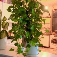 گل ها|گل و گیاه طبیعی|سنندج, |دیوار