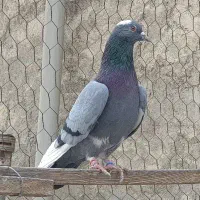 کفتر پرش بالا تهران