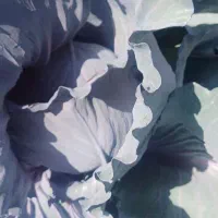 کلم قرمز تناژ بالا|حراج|داراب, |دیوار