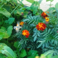 زمین مزروعی