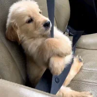 توله سگ گلدن رتریور اصیل و باهوش ـ آماده تحویل|سگ|تهران, قیطریه|دیوار