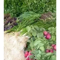پخش سبزی به نرخ میدون
