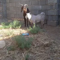 بز   بزغاله داره