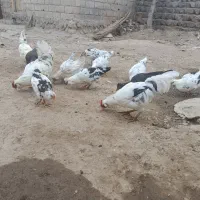 تخم‌گلین|حیوانات مزرعه|اردبیل, |دیوار