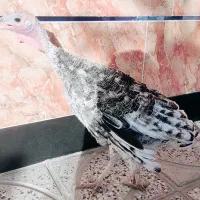 مرغ و بوقلمون|حیوانات مزرعه|سراب میمه, |دیوار