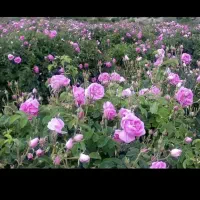 گل محمدی  عطری مخصوص گلاب قمصر کاشان به شرط|خدمات باغبانی و درختکاری|تهران, اتابک|دیوار