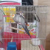 عروس هلندی|پرنده|شیراز, محراب|دیوار