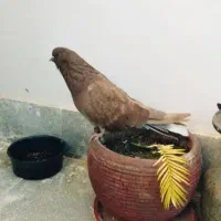 کبوتر|پرنده|پردیس, فاز ۲|دیوار