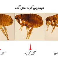 سم پاشی وضدعفونی اماکن ومنازل باسابقه ۱۴سال