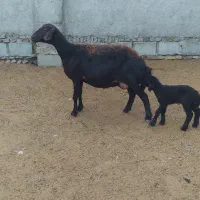 قره قزل بره دار جوان گوسفند