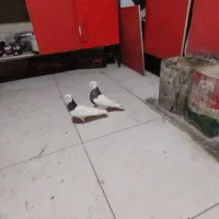 کلفه|پرنده|اردبیل, |دیوار