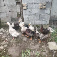 با مرغ محلی ماوضه میکنم|حیوانات مزرعه|نوشهر, |دیوار