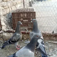 سه تا جوجه آلمانی مسافتی