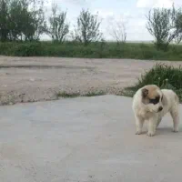 سگ نرو ماده فروشی