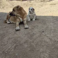 سگ ماده|سگ|مشهد, کشاورز|دیوار