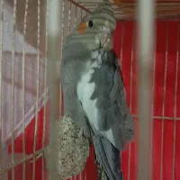عروس هنلدی