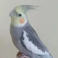 گمشده عروس هلندی)شهرک بهشتی