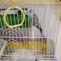 مرغ عشق آبی