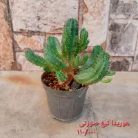 درختچه(نسا)جید ،کاکتوس|گل و گیاه طبیعی|کرمان, |دیوار