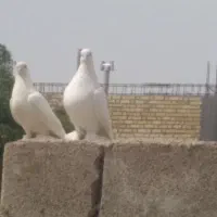 کبوتردرپرنده