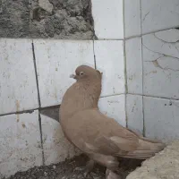 چند جفت نر و ماده|پرنده|بهبهان, |دیوار