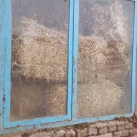 کلش گندم انباری