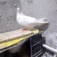 چند عددکبوتر کرفته شده|پرنده|پارس‌آباد, |دیوار