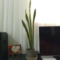 گل سانسوریا لب طلا