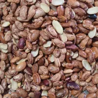 لوبیا چیتی سالم