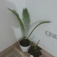 سیکاس زیبا