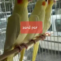 عروس هلندی زعفرانی جفتی نژاد عالی(طوطی)|پرنده|بجنورد, |دیوار