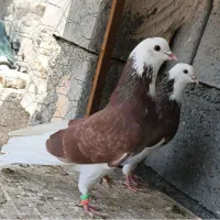 کبوتر شازده