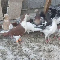 کبوتر رنگه المانی صید