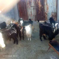 کهره‌چاق|حیوانات مزرعه|جم, |دیوار