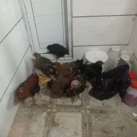 مرغ خانگی