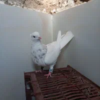 کبوتر طوقی|پرنده|پیرانشهر, |دیوار