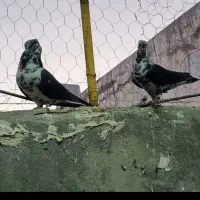 کفتر سینه باز قاره|پرنده|کرمانشاه, |دیوار