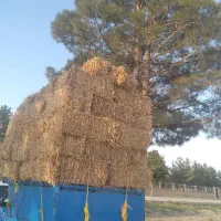 پرس گندم یونج تحویل درب دام داری