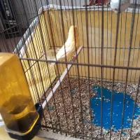 قناری سرخ ماده|پرنده|اصفهان, جاوان|دیوار