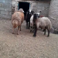 بره نر گوشتی|حیوانات مزرعه|باسمنج, |دیوار