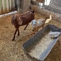 یک عدد بز زاییده|حیوانات مزرعه|نیشابور, شهرک رضوی|دیوار